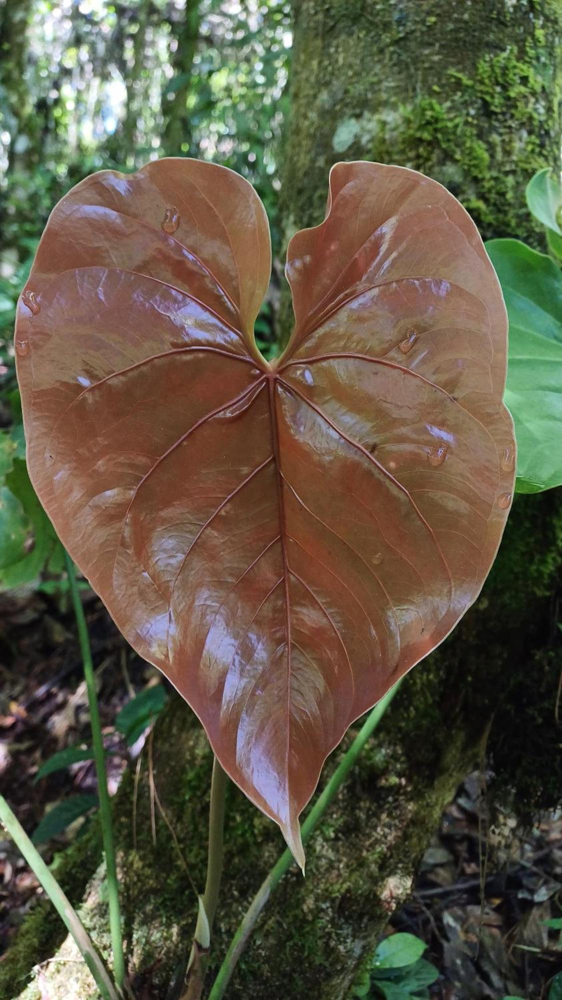 Paraiso Verde Chijou Екстер'єр фото