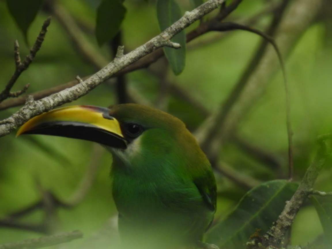 Paraiso Verde Chijou Екстер'єр фото
